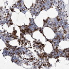 Anti-SIGLEC10 Antibody