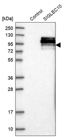 Western blot analysis in control (vector only transfected HEK293T lysate) and SIGLEC10 over-expression lysate (Co-expressed with a C-terminal myc-DDK tag (~3.1 kDa) in mammalian HEK293T cells, LY409681).