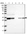 Anti-PDCL3 Antibody