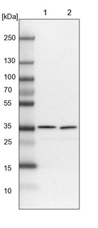 Anti-PDCL3 Antibody