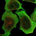 Immunofluorescent staining of human cell line U-2 OS shows localization to nucleus & cytosol.