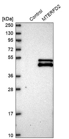 Western blot analysis in control (vector only transfected HEK293T lysate) and MTERFD2 over-expression lysate (Co-expressed with a C-terminal myc-DDK tag (~3.1 kDa) in mammalian HEK293T cells, LY405521).
