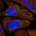 Immunofluorescent staining of human cell line U-2 OS shows localization to cytosol & mitochondria.
