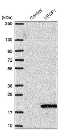 Western blot analysis in control (vector only transfected HEK293T lysate) and UFSP1 over-expression lysate (Co-expressed with a C-terminal myc-DDK tag (~3.1 kDa) in mammalian HEK293T cells, LY423124).