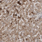 Anti-SCP2 Antibody