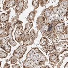 Immunohistochemical staining of human placenta shows strong nuclear and cytoplasmic positivity in trophoblastic cells.