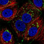 Immunofluorescent staining of human cell line MCF7 shows localization to the Golgi apparatus & cell junctions.