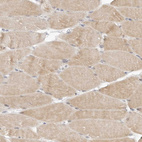 Immunohistochemical staining of human skeletal muscle shows moderate cytoplasmic positivity in myocytes.