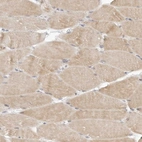 Immunohistochemical staining of human skeletal muscle shows moderate cytoplasmic positivity in myocytes.