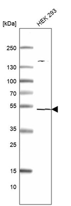 Western blot analysis in human cell line HEK 293.