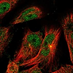 Immunofluorescent staining of human cell line U-251 MG shows localization to nucleoplasm, cytosol & centrosome.