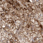 Immunohistochemical staining of human adrenal gland using Anti-NUP43 antibody HPA027126.