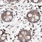 Immunohistochemical staining of human colon using Anti-NUP43 antibody HPA027126.