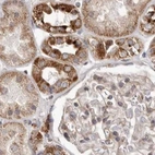 Immunohistochemical staining of human kidney using Anti-NUP43 antibody HPA027126.