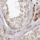 Immunohistochemical staining of human testis using Anti-NUP43 antibody HPA027126.