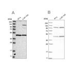 Western blot analysis using Anti-NUP43 antibody HPA027126 (A) shows similar pattern to independent antibody HPA027291 (B).