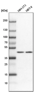 Western blot analysis in mouse cell line NIH-3T3 and rat cell line NBT-II.