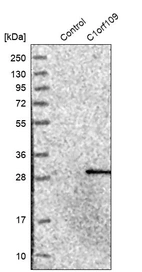 Western blot analysis in control (vector only transfected HEK293T lysate) and C1orf109 over-expression lysate (Co-expressed with a C-terminal myc-DDK tag (~3.1 kDa) in mammalian HEK293T cells, LY413462).
