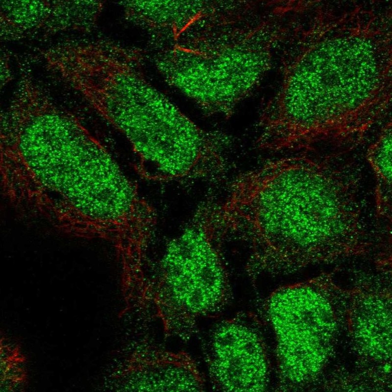 Anti-PLEKHG1 Antibody