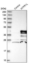Anti-MTFR1L Antibody