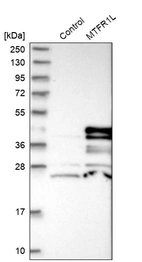 Western blot analysis in control (vector only transfected HEK293T lysate) and MTFR1L over-expression lysate (Co-expressed with a C-terminal myc-DDK tag (~3.1 kDa) in mammalian HEK293T cells, LY412698).