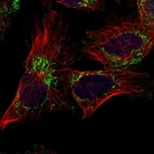 Immunofluorescent staining of human cell line U-251 MG shows localization to mitochondria.