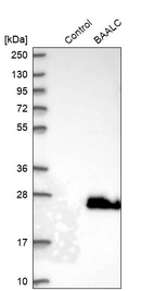 Western blot analysis in control (vector only transfected HEK293T lysate) and BAALC over-expression lysate (Co-expressed with a C-terminal myc-DDK tag (~3.1 kDa) in mammalian HEK293T cells, LY403032).