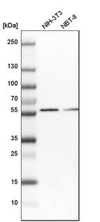 Western blot analysis in mouse cell line NIH-3T3 and rat cell line NBT-II.