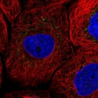 Immunofluorescent staining of human cell line A-431 shows localization to vesicles.