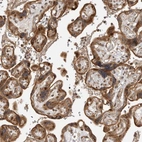 Immunohistochemical staining of human placenta shows moderate cytoplasmic and nuclear positivity in trophoblastic cells.