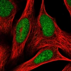 Immunofluorescent staining of human cell line U-2 OS shows localization to nucleoplasm.
