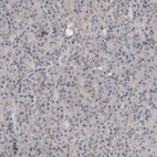 Immunohistochemical staining of human pancreas shows low expression as expected.