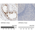 Anti-SPATA20 Antibody