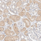 Immunohistochemical staining of human kidney shows moderate cytoplasmic positivity in cells in tubules.