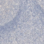 Immunohistochemical staining of human tonsil shows no positivity in non-germinal center cells as expected.