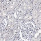 Immunohistochemical staining of human kidney shows low expression as expected.