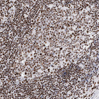 Immunohistochemical staining of human lymph node shows strong nuclear positivity in germinal and non-germinal center cells.