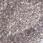 Immunohistochemical staining of human lymph node shows strong nuclear positivity in germinal and non-germinal center cells.