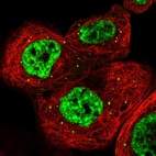 Immunofluorescent staining of human cell line A-431 shows localization to nuclear speckles & cytoplasmic bodies.