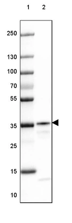 Lane 1: Marker [kDa] 250, 130, 100, 70, 55, 35, 25, 15, 10_br/_Lane 2: Mouse Cerebral Cortex tissue