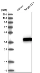Western blot analysis in control (vector only transfected HEK293T lysate) and RABGGTB over-expression lysate (Co-expressed with a C-terminal myc-DDK tag (~3.1 kDa) in mammalian HEK293T cells, LY417892).