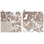 Anti-KYAT3 Antibody