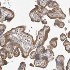 Immunohistochemical staining of human placenta shows strong granular cytoplasm positivity in trophoblastic cells.