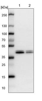 Lane 1: NIH-3T3 cell lysate (Mouse embryonic fibroblast cells)_br/_Lane 2: NBT-II cell lysate (Rat Wistar bladder tumour cells)