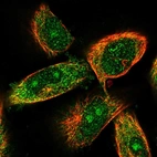 Immunofluorescent staining of human cell line U-251 MG shows localization to nucleoli & cytosol.