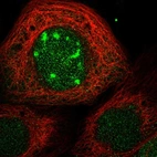 Immunofluorescent staining of human cell line A-431 shows localization to nucleus & nucleoli.