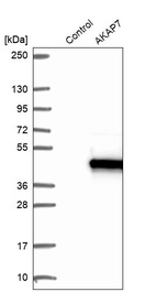 Western blot analysis in control (vector only transfected HEK293T lysate) and AKAP7 over-expression lysate (Co-expressed with a C-terminal myc-DDK tag (~3.1 kDa) in mammalian HEK293T cells, LY429496).