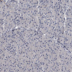 Immunohistochemical staining of human pancreas shows no positivity in exocrine glandular cells as expected.