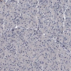 Immunohistochemical staining of human pancreas shows no positivity in exocrine glandular cells as expected.