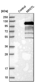 Western blot analysis in control (vector only transfected HEK293T lysate) and mASTL over-expression lysate (Co-expressed with a C-terminal myc-DDK tag (~3.1 kDa) in mammalian HEK293T cells, LY403204).